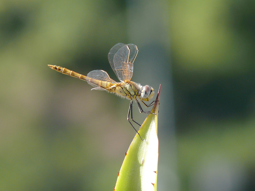 Sympetrum aiuto ID